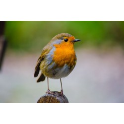 Robin