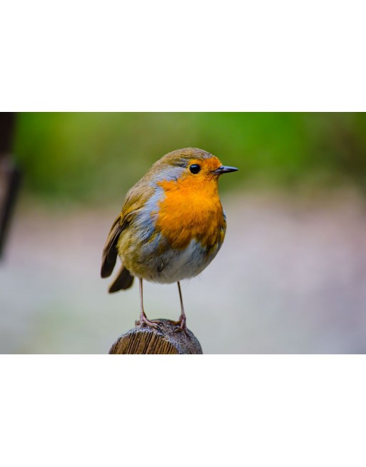 Robin