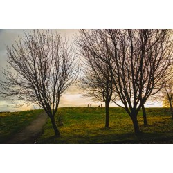Landscape With Trees
