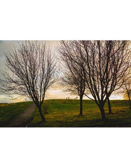 Landscape With Trees