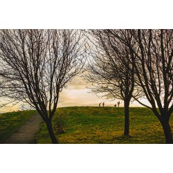 Landscape With Trees